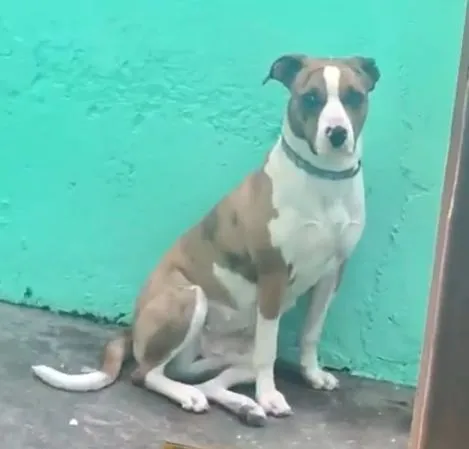 Cachorro raça SRD-ViraLata idade 2 anos nome Bebela