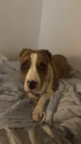 Bebela