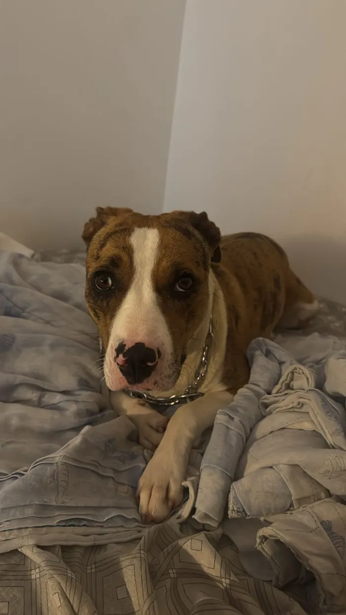 Cachorro raça SRD-ViraLata idade 2 anos nome Bebela