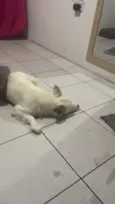 Princesa  e branco 