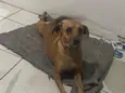 Princesa  e branco 