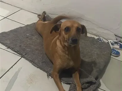 Cachorro raça SRD-ViraLata idade 2 anos nome Princesa  e branco 