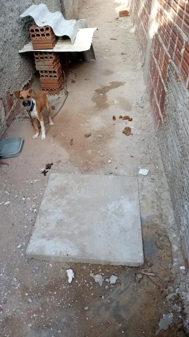 Cachorro raça SRD-ViraLata idade 2 a 6 meses nome Max