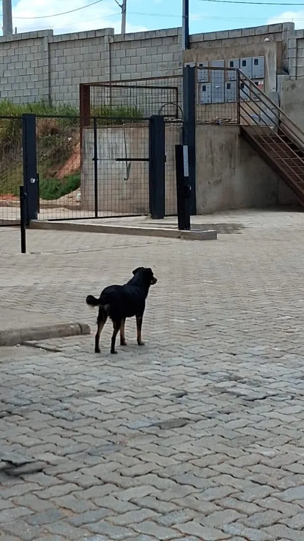 Cachorro raça SRD-ViraLata idade 6 ou mais anos nome não tenho