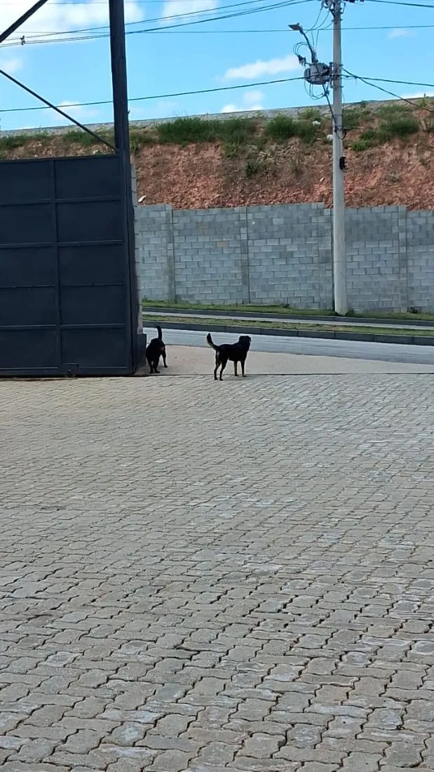 Cachorro raça SRD-ViraLata idade 6 ou mais anos nome não tenho