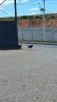 não tenho