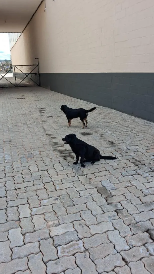 Cachorro raça SRD-ViraLata idade 6 ou mais anos nome não tenho