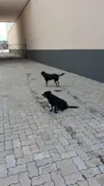 não tenho