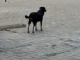 não tenho