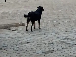 Cachorro raça SRD-ViraLata idade 6 ou mais anos nome não tenho
