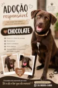 Chocolate