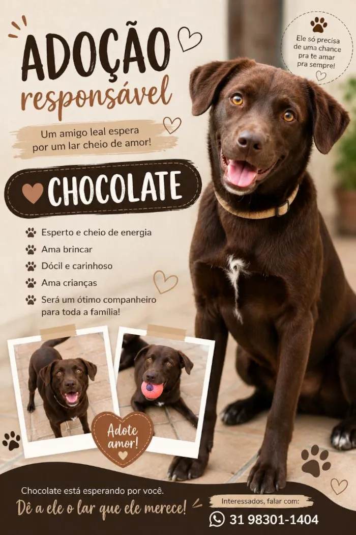 Cachorro raça SRD-ViraLata idade 7 a 11 meses nome Chocolate