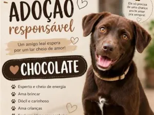 Cachorro raça SRD-ViraLata idade 7 a 11 meses nome Chocolate