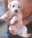 BEBÊS 