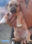BEBÊS 