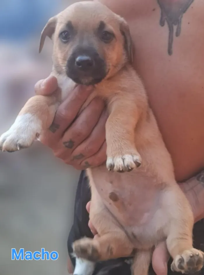 Cachorro raça SRD-ViraLata idade Abaixo de 2 meses nome BEBÊS 