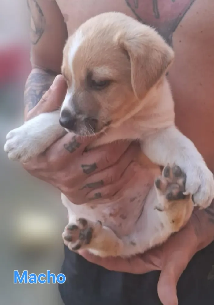 Cachorro raça SRD-ViraLata idade Abaixo de 2 meses nome BEBÊS 