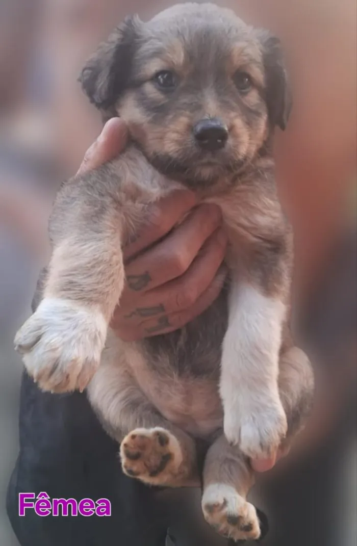 Cachorro raça SRD-ViraLata idade Abaixo de 2 meses nome BEBÊS 