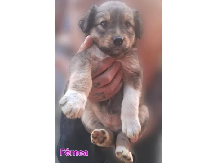 Cachorro raça SRD-ViraLata idade Abaixo de 2 meses nome BEBÊS 