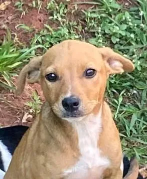 Cachorro raça SRD-ViraLata idade 2 a 6 meses nome Sol 