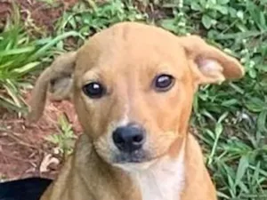 Cachorro raça SRD-ViraLata idade 2 a 6 meses nome Sol 