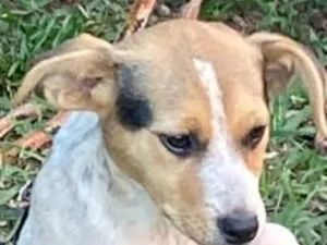 Cachorro raça SRD-ViraLata idade 2 a 6 meses nome Luna