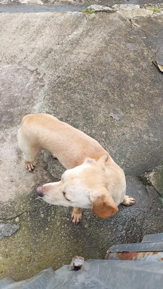 Cachorro raça SRD-ViraLata idade 7 a 11 meses nome não tem nome 