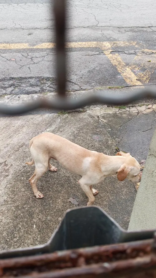 Cachorro raça SRD-ViraLata idade 7 a 11 meses nome não tem nome 