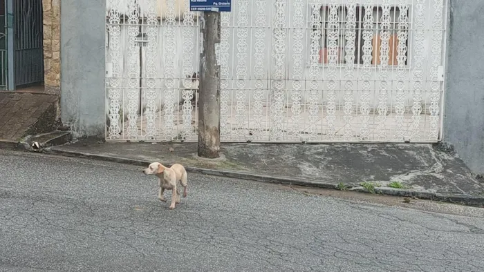Cachorro raça SRD-ViraLata idade 7 a 11 meses nome não tem nome 
