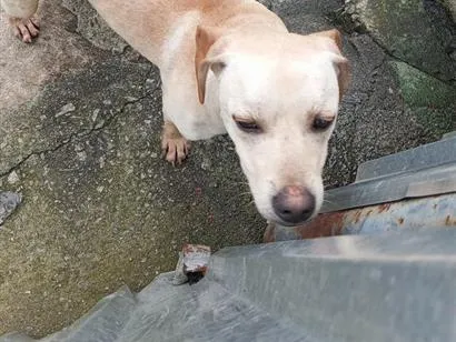 Cachorro raça SRD-ViraLata idade 7 a 11 meses nome não tem nome 