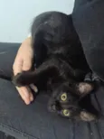 Miss Pantera