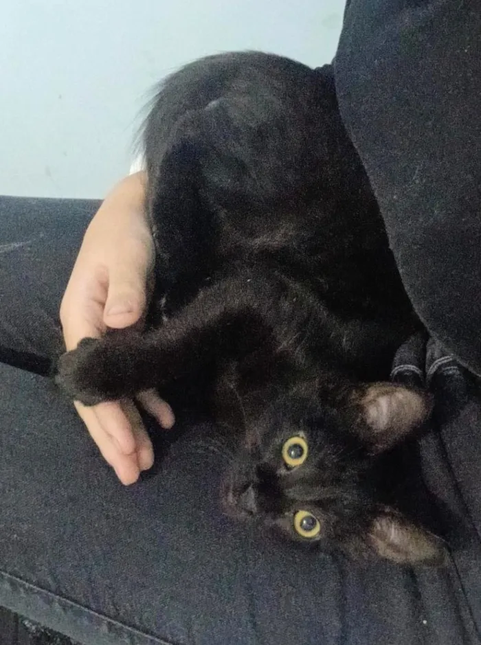 Gato raça SRD-ViraLata idade 2 a 6 meses nome Miss Pantera