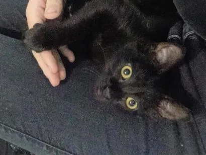 Gato raça SRD-ViraLata idade 2 a 6 meses nome Miss Pantera