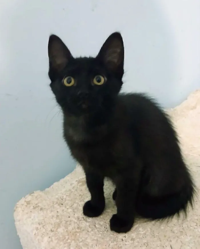 Gato raça SRD-ViraLata idade 2 a 6 meses nome Miss Pantera