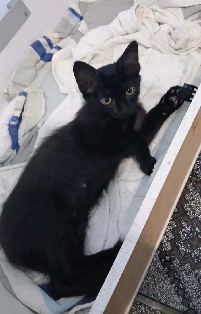 Gato raça SRD-ViraLata idade 2 a 6 meses nome Miss Pantera
