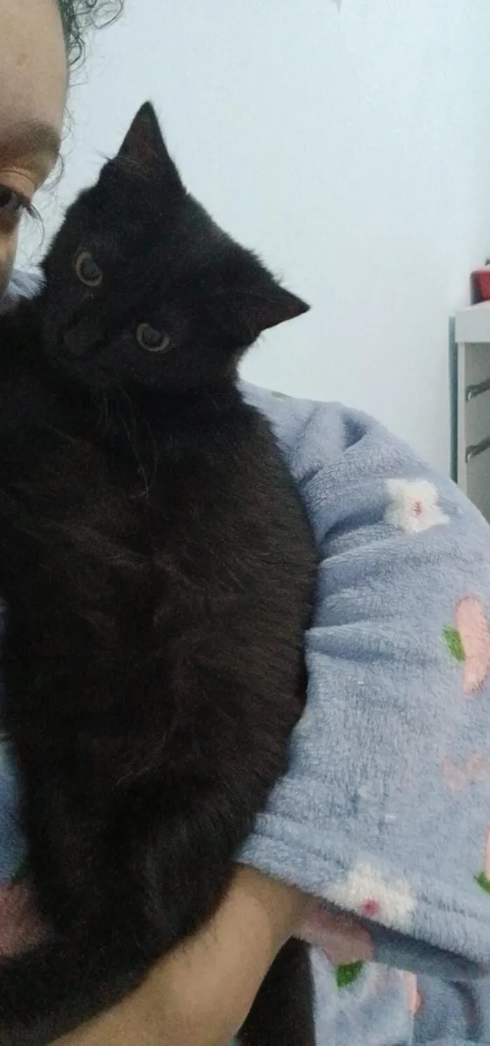 Gato raça SRD-ViraLata idade 2 a 6 meses nome Miss Pantera