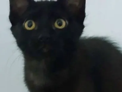 Gato raça SRD-ViraLata idade 2 a 6 meses nome Miss Pantera