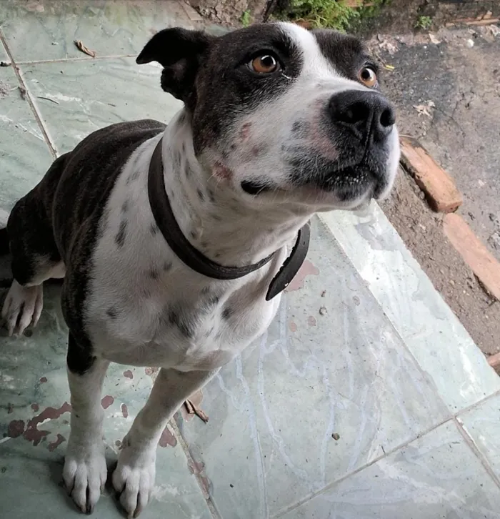 Cachorro raça Pit-Bull idade 5 anos nome Revoada 