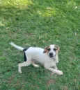 Laika