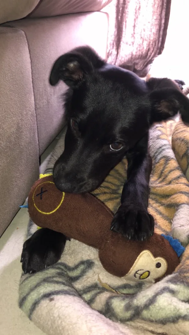 Cachorro raça SRD-ViraLata idade 2 a 6 meses nome Tupac