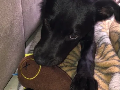 Cachorro raça SRD-ViraLata idade 2 a 6 meses nome Tupac
