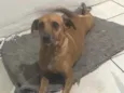 Princesa  e branco 