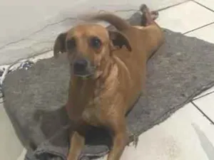 Cachorro raça SRD-ViraLata idade 2 anos nome Princesa  e branco 
