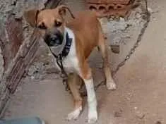 Cachorro raça SRD-ViraLata idade 2 a 6 meses nome Max