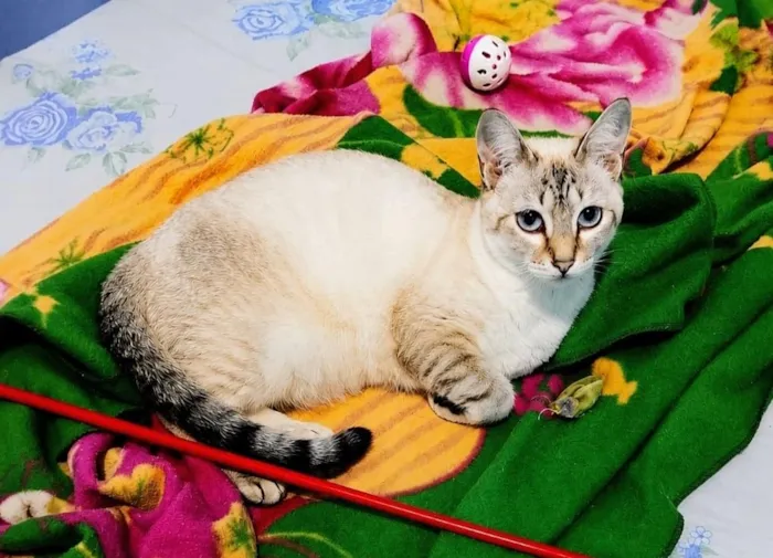 Gato raça SRD-ViraLata idade 1 ano nome Akira