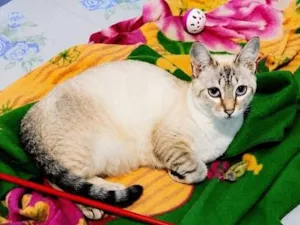 Gato raça SRD-ViraLata idade 1 ano nome Akira
