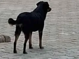 Cachorro raça SRD-ViraLata idade 6 ou mais anos nome não tenho