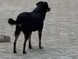 não tenho