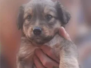 Cachorro raça SRD-ViraLata idade Abaixo de 2 meses nome BEBÊS 