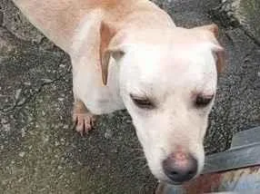 Cachorro raça SRD-ViraLata idade 7 a 11 meses nome não tem nome 